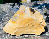 Fossilized Roseville California Petrified Wood Fossil Specimen Rare