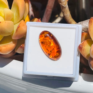 Genuine Amber Fossilized Tree Resin Specimen Oval Polished Cabochon Gem Stone