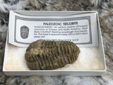 Genuine TRILOBITE Fossil Paleozoic Era