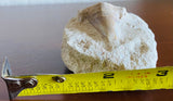 Large Ocean Shark Tooth Fossil Stone Rock Specimen Relic