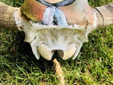 Vintage Unique Hand Painted Native American Indian Bull Skull