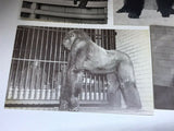 Vintage Original Photos Of Monkeys, Chimps, Gorillas Postcards Set Of 5