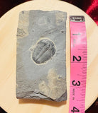 Large Genuine Fossil Trilobite Natural Fossilized Ocean Permian Rock