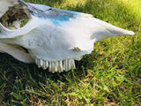 Vintage Unique Hand Painted Native American Indian Bull Skull