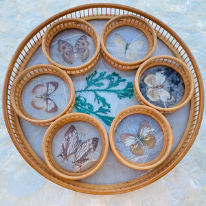 1970's Bamboo Wood Glass Butterfly Specimen Set of 6 Coasters & Serving Tray