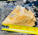 Fossilized Roseville California Petrified Wood Fossil Specimen Rare