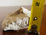 Large Ocean Shark Tooth Fossil Stone Rock Specimen Relic