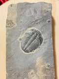 Large Genuine Fossil Trilobite Natural Fossilized Ocean Permian Rock