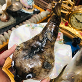 Genuine Pufferfish Taxidermy Ocean Puffer Fish Hanging Marine Art Decor Set of 2