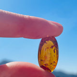 Genuine Amber Fossilized Tree Resin Specimen Oval Polished Cabochon Gem Stone