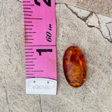 Genuine Amber Fossilized Tree Resin Specimen Oval Polished Cabochon Gem Stone
