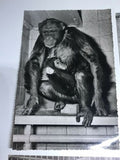 Vintage Original Photos Of Monkeys, Chimps, Gorillas Postcards Set Of 5