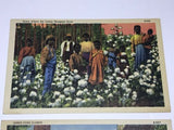 Southern Scenes, Cotton Picking Scenes Postcards Set Of 2